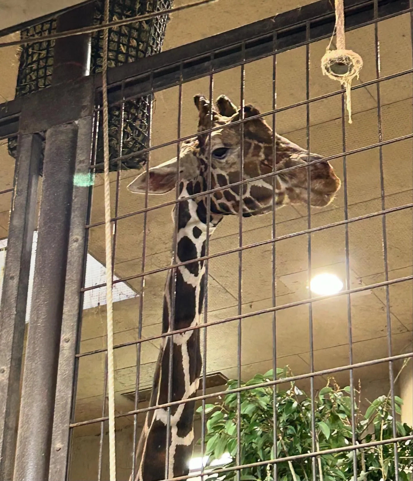 都民の日に、上野動物園に‼️