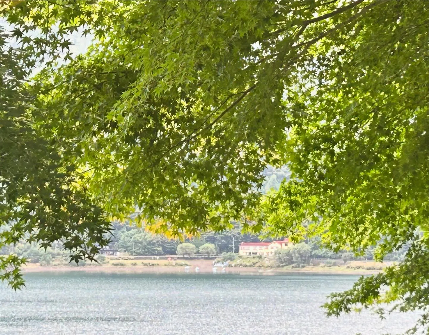 山梨県の西湖でカイロプラクティックの会議に参加‼️