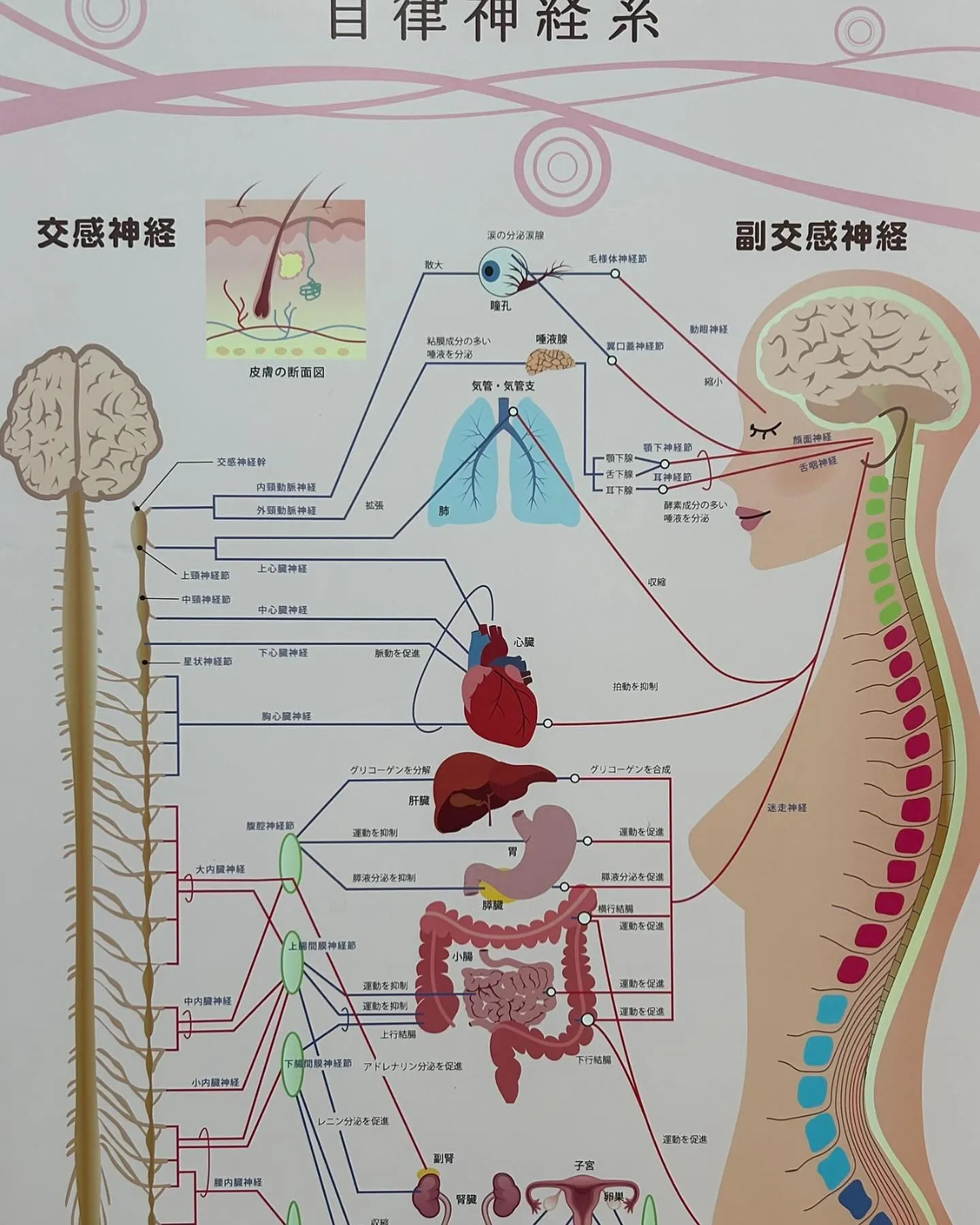 自律神経は身体と心の健康において非常に重要‼️